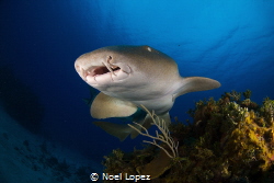 Nurse shark, gardens of the queen, cuba by Noel Lopez 